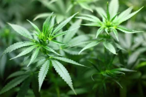 prise de drogue en conduisant avocat usage de stupéfiant au volant St Tropez
